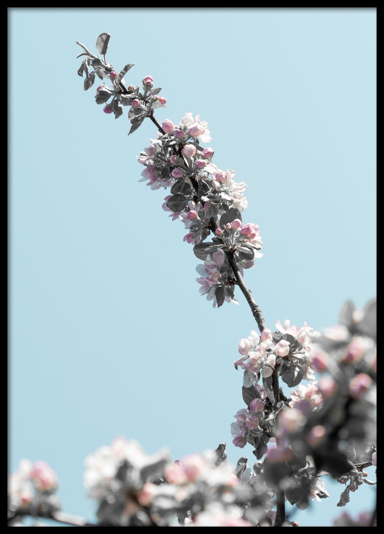 Spring apple tree poster 2