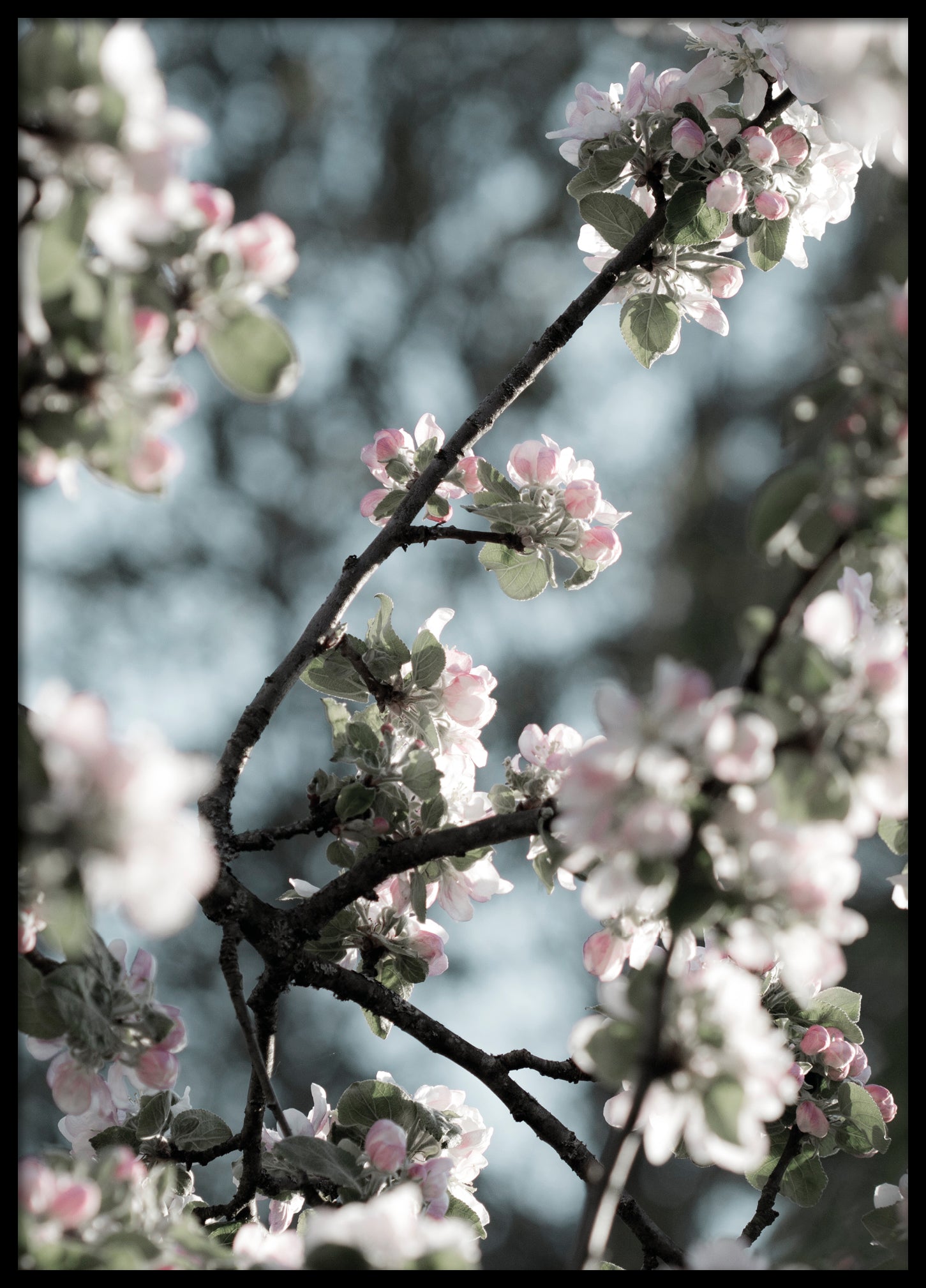 Spring apple tree poster 3