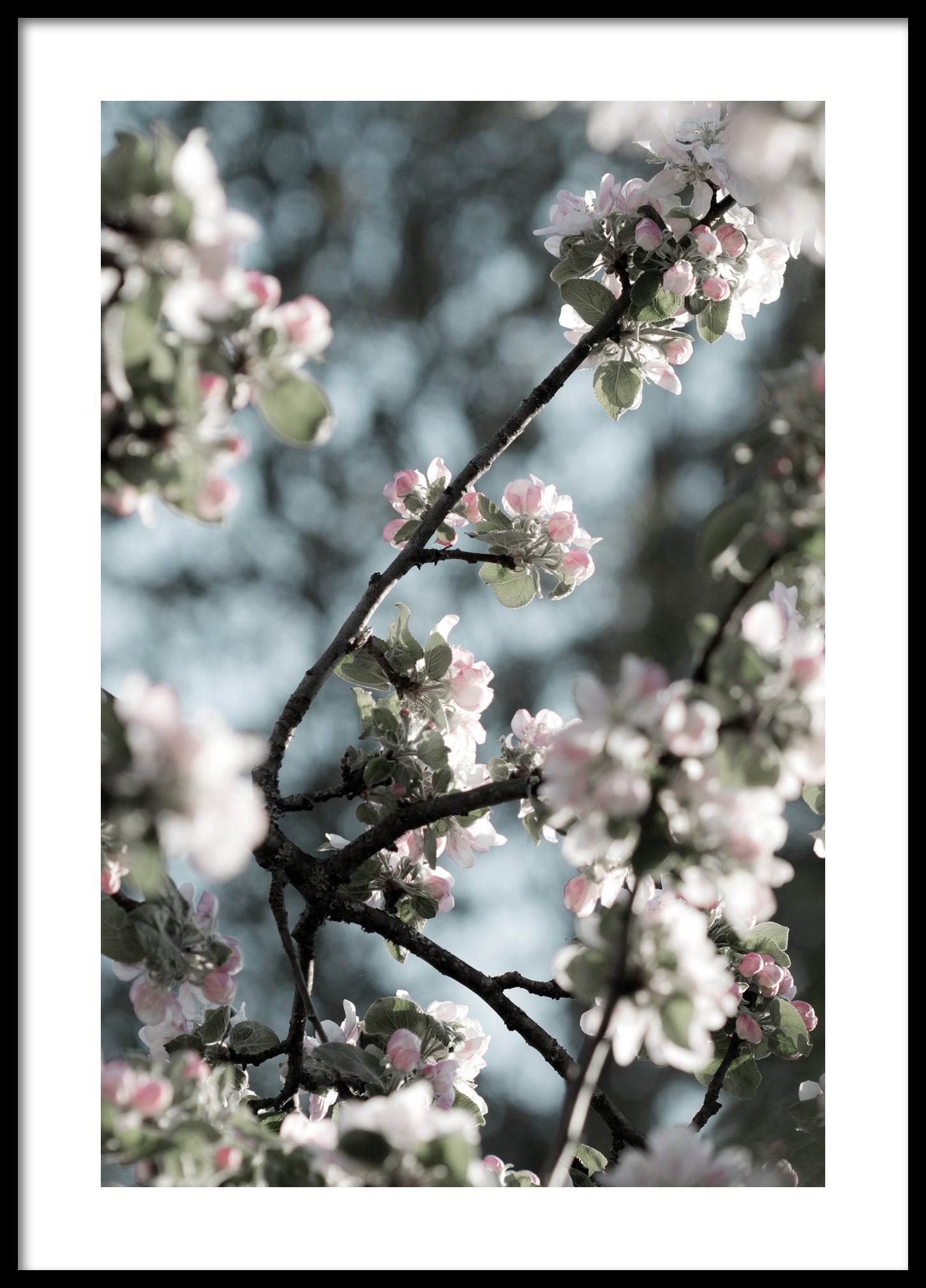 Spring apple tree poster 3