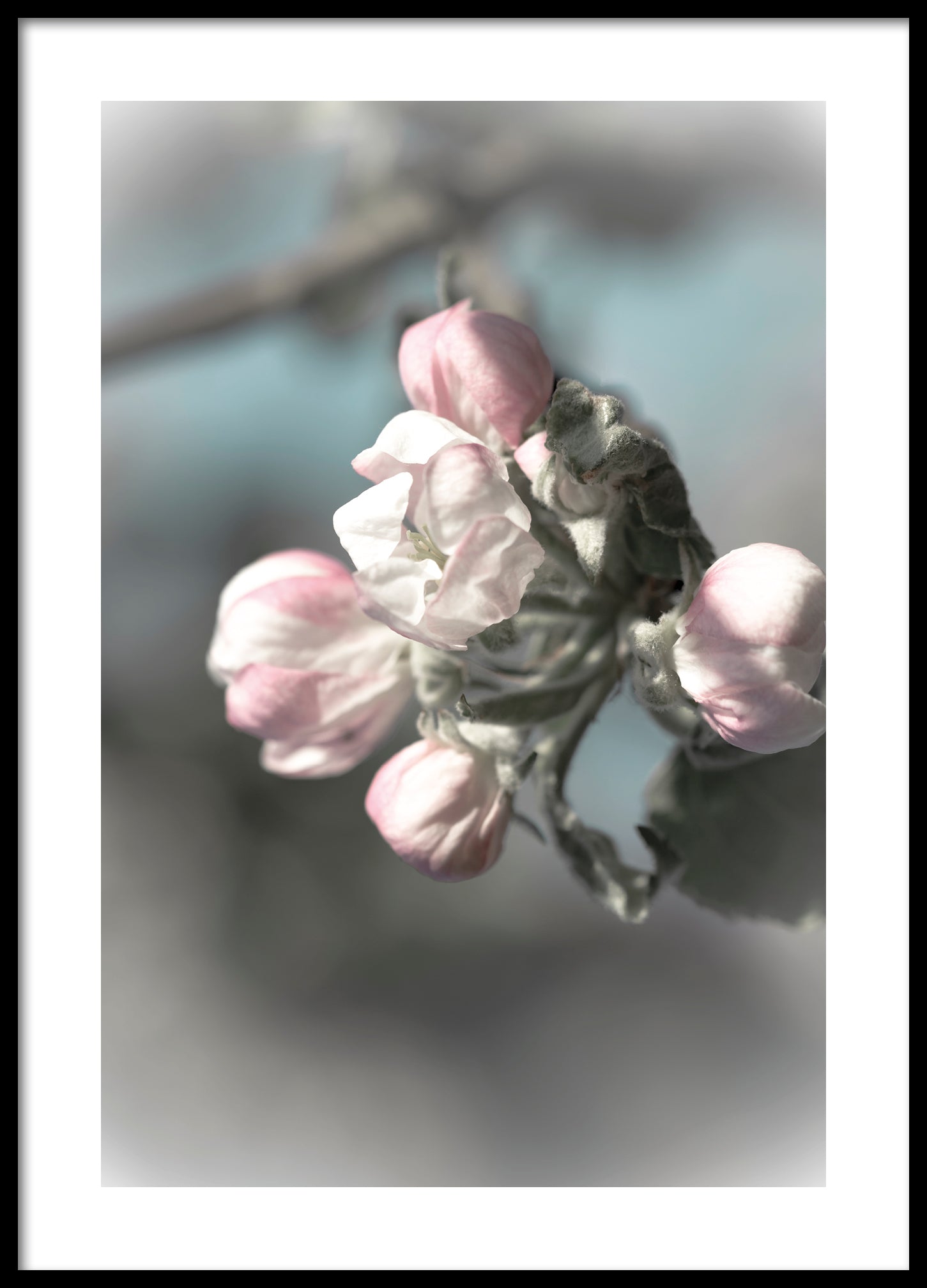 Smooth apple tree poster