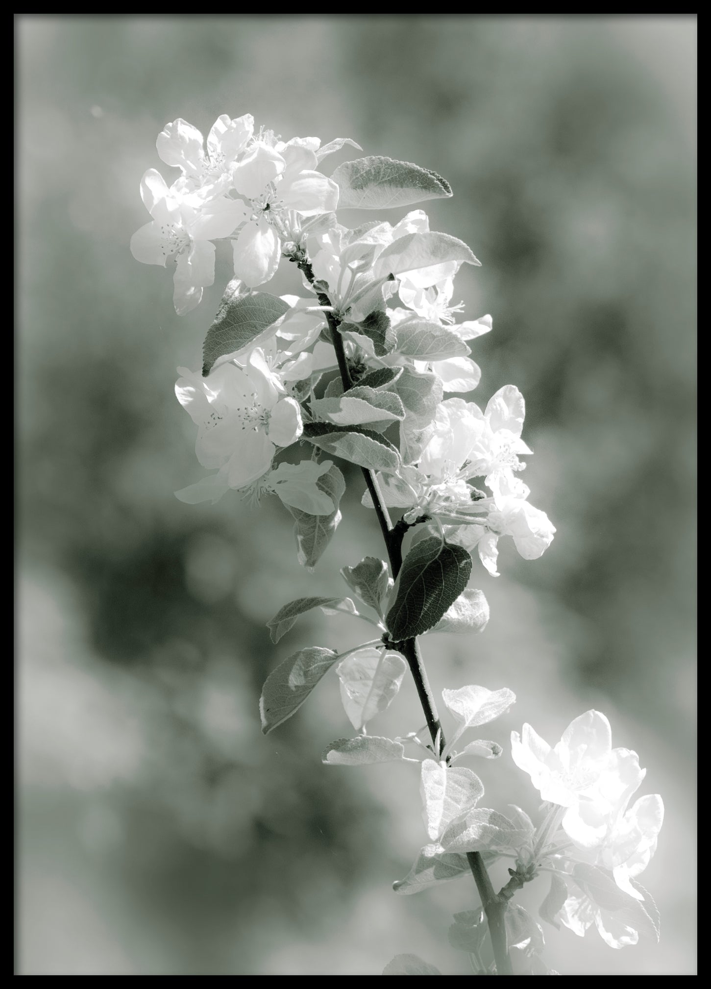 Smooth spring flower