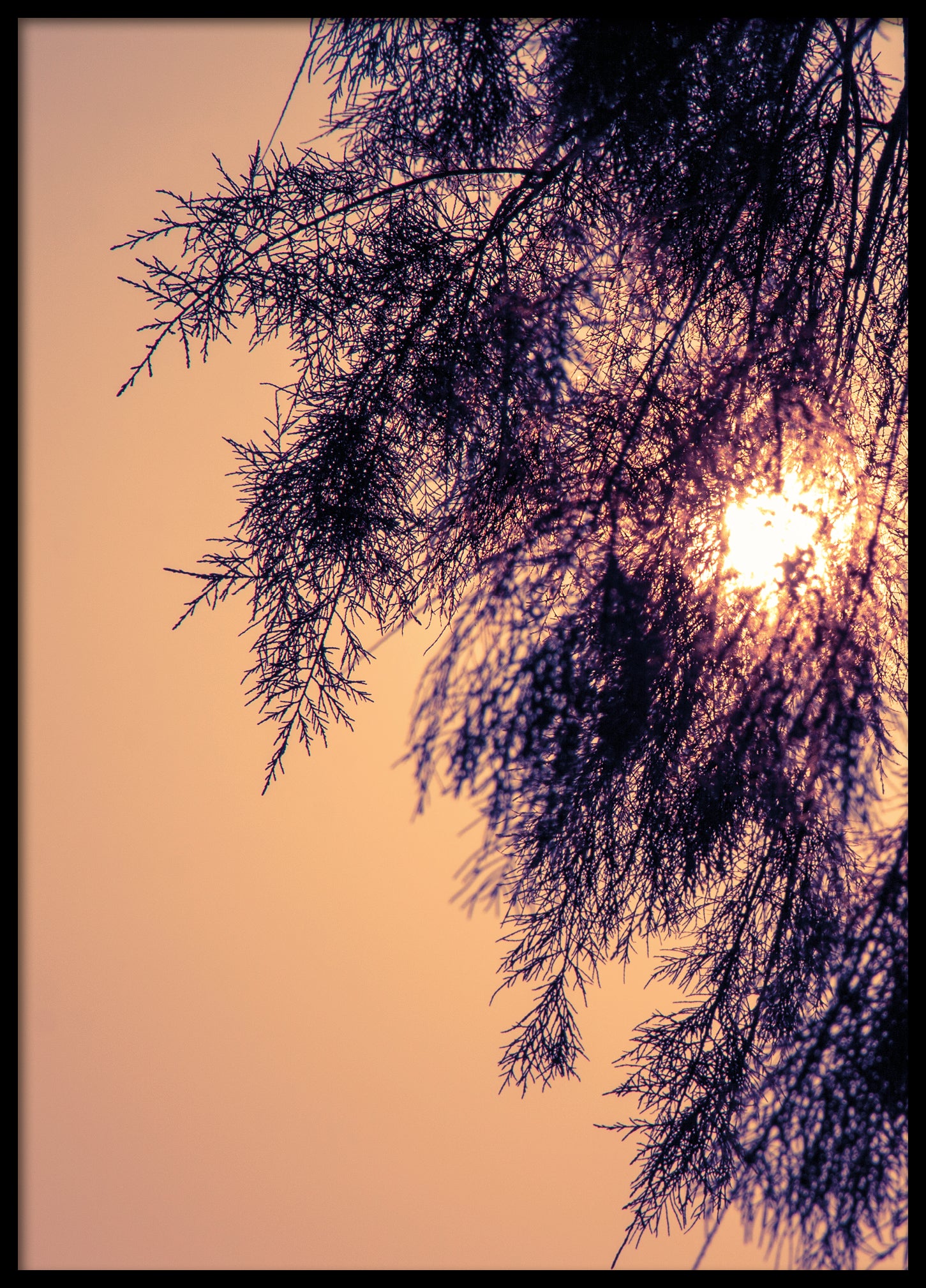 Tree silhouette