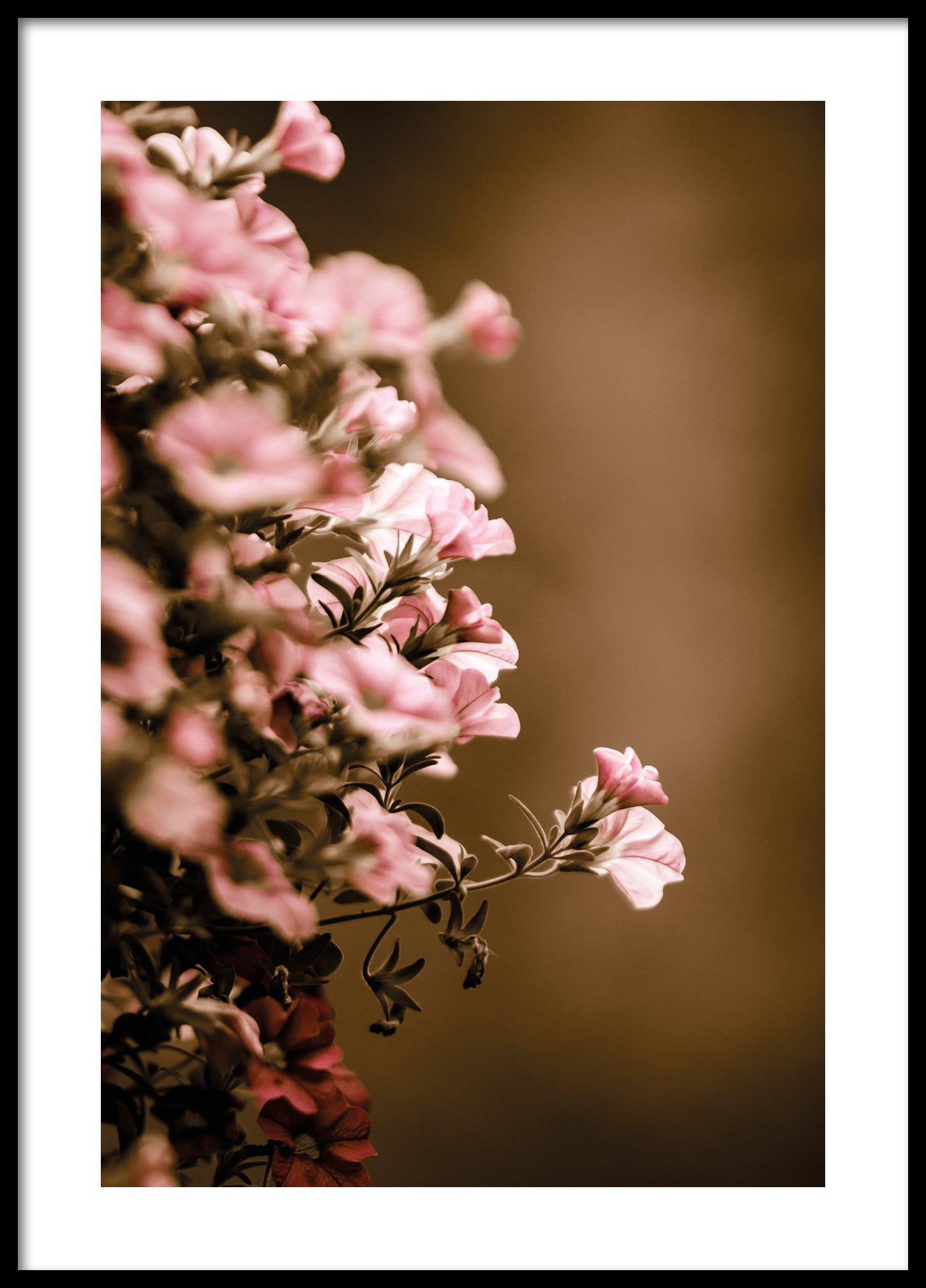 Hanging flowers II