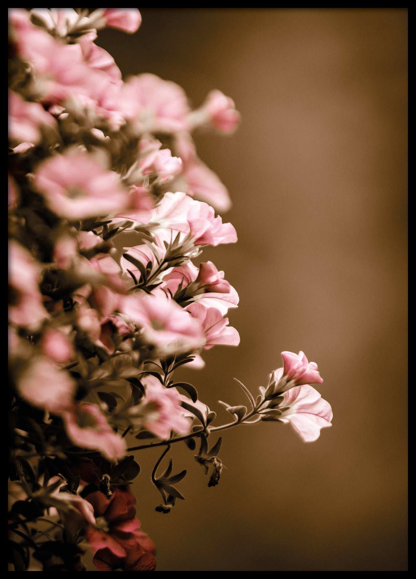 Hanging flowers II