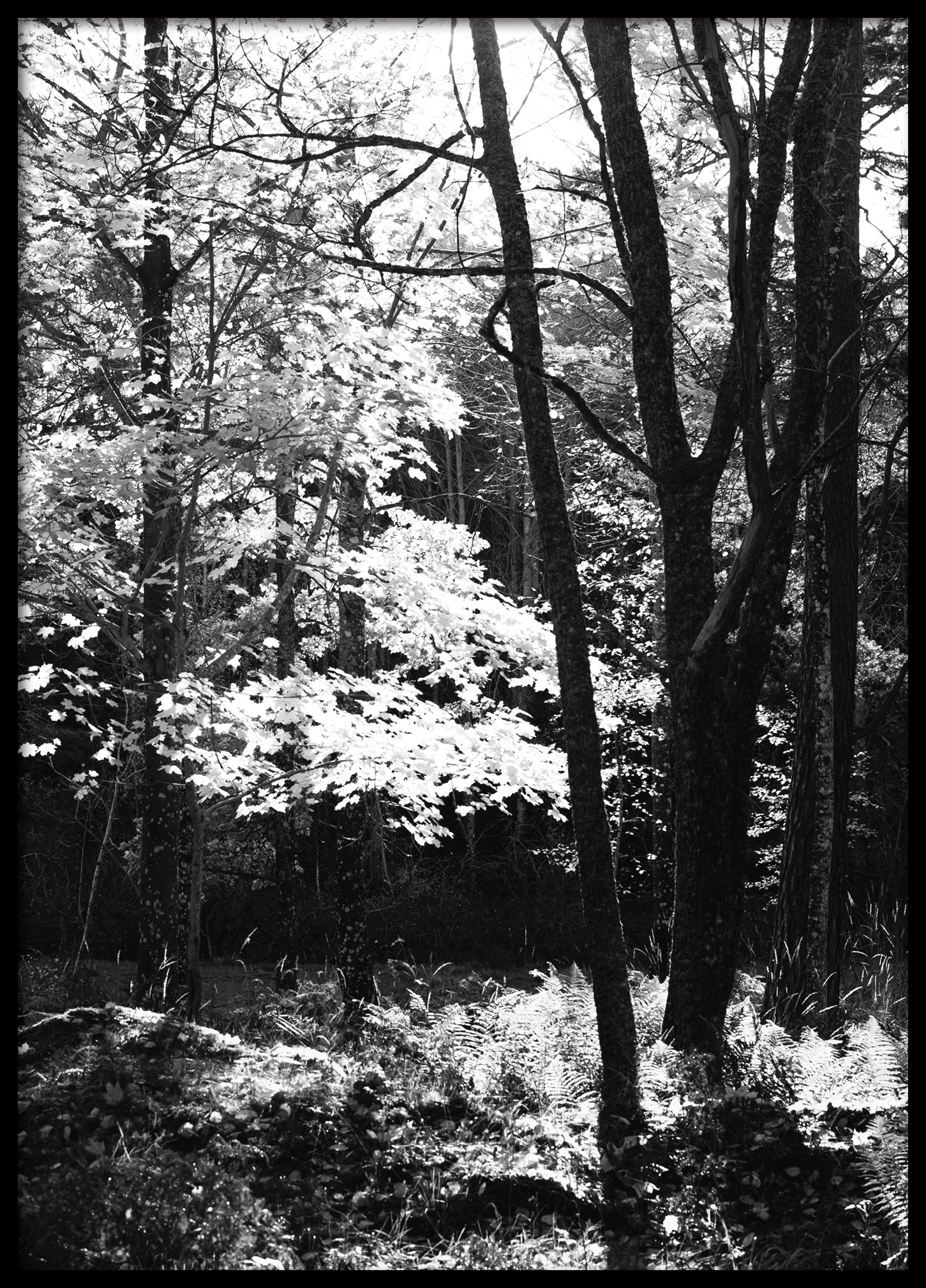 Forest BW