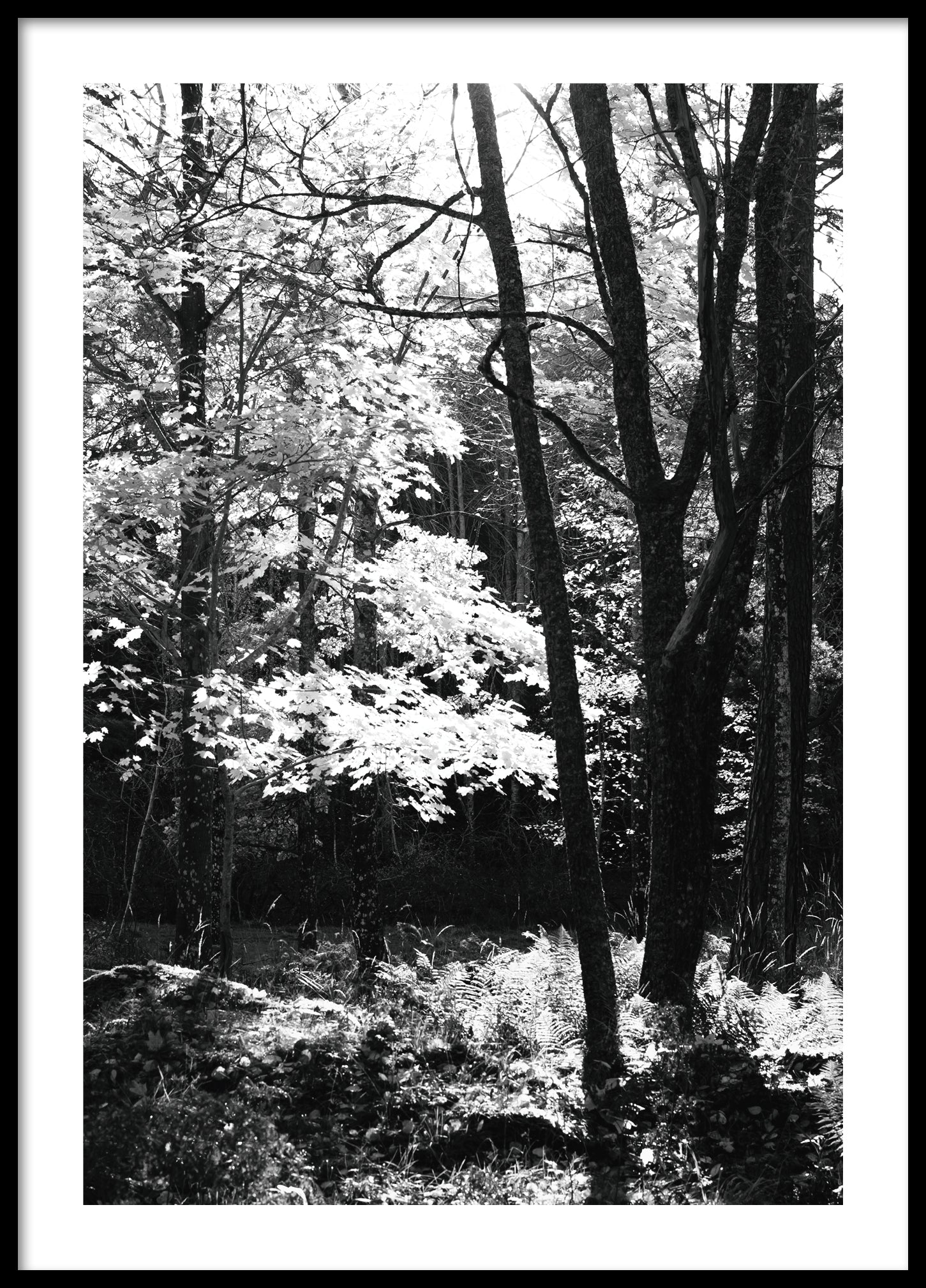 Forest BW