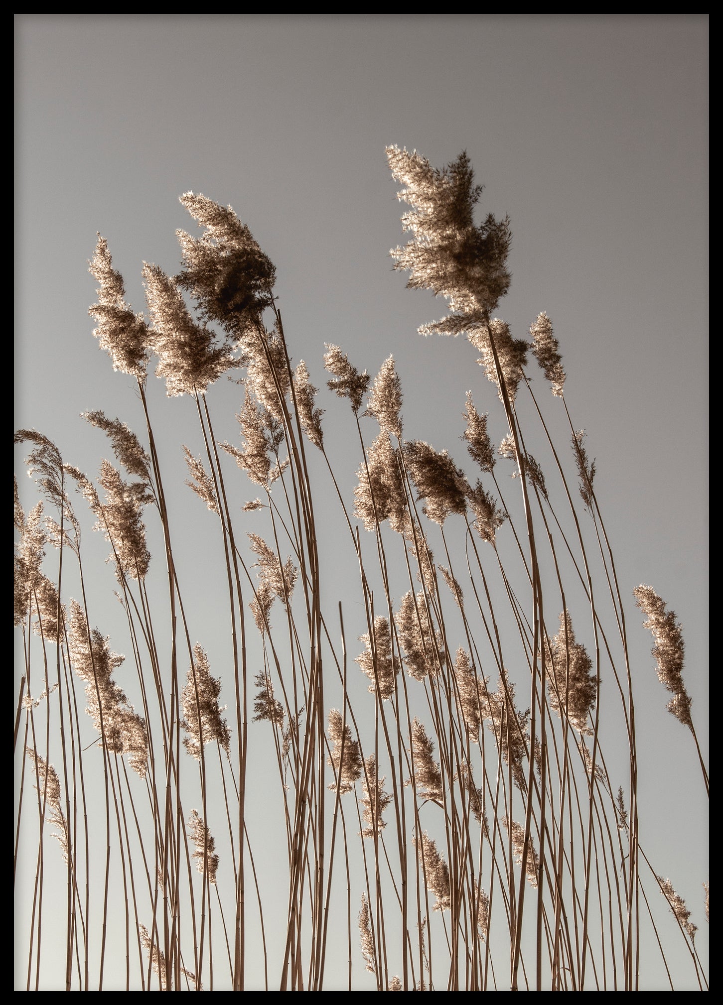 Reed Bolinder strand