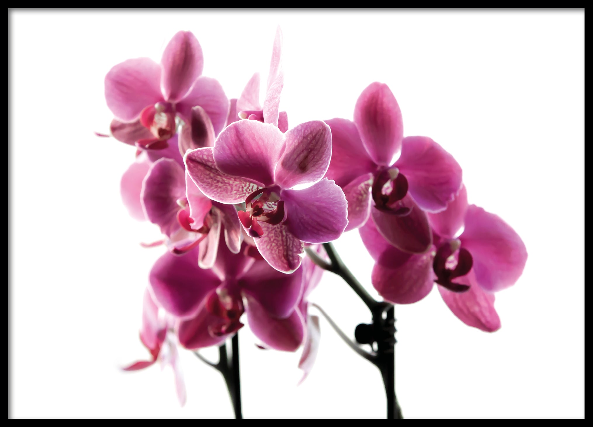 Orchid