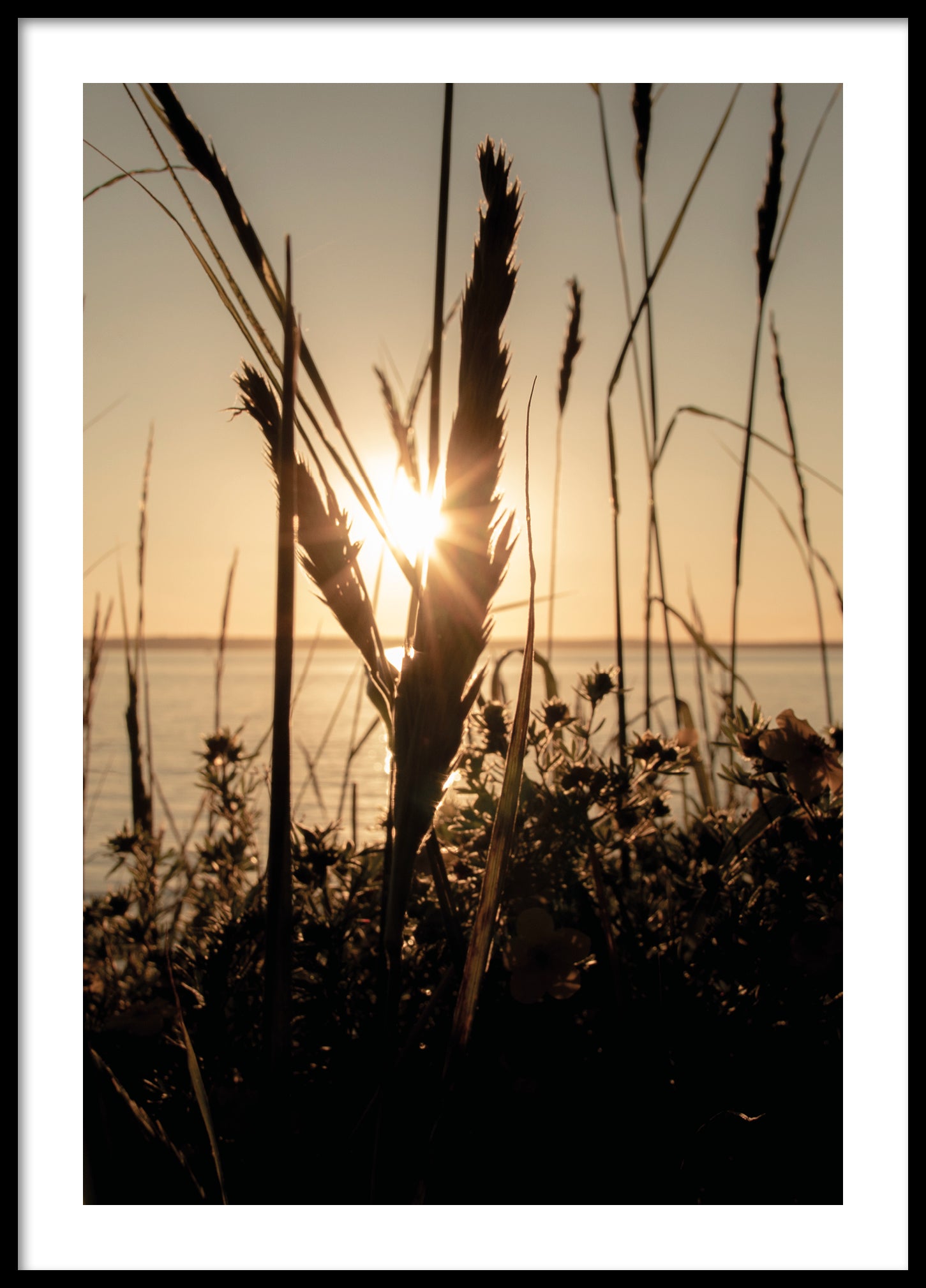 Coast reed silhouette