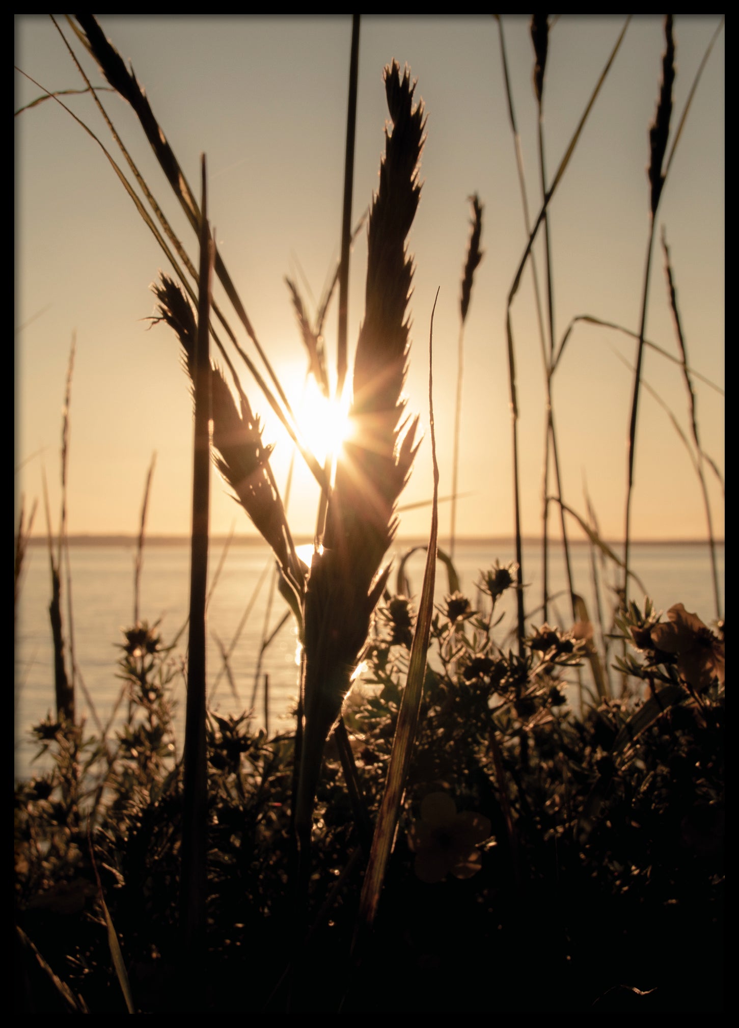 Coast reed silhouette