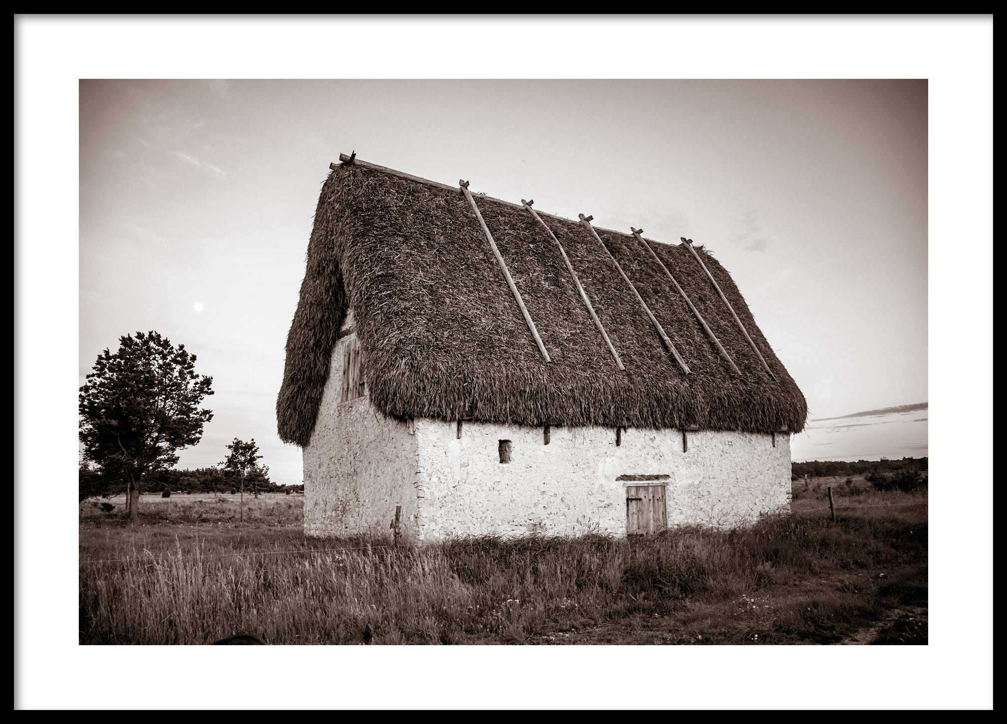 Lamb gift Gotland sepia poster