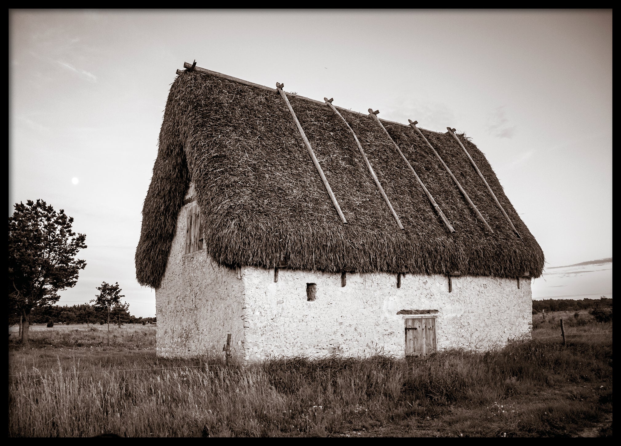 Lambgift Gotland sepia poster