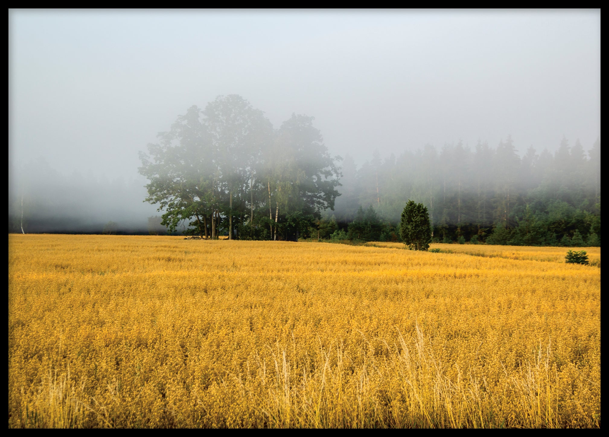 Gotland morning landscape No 3