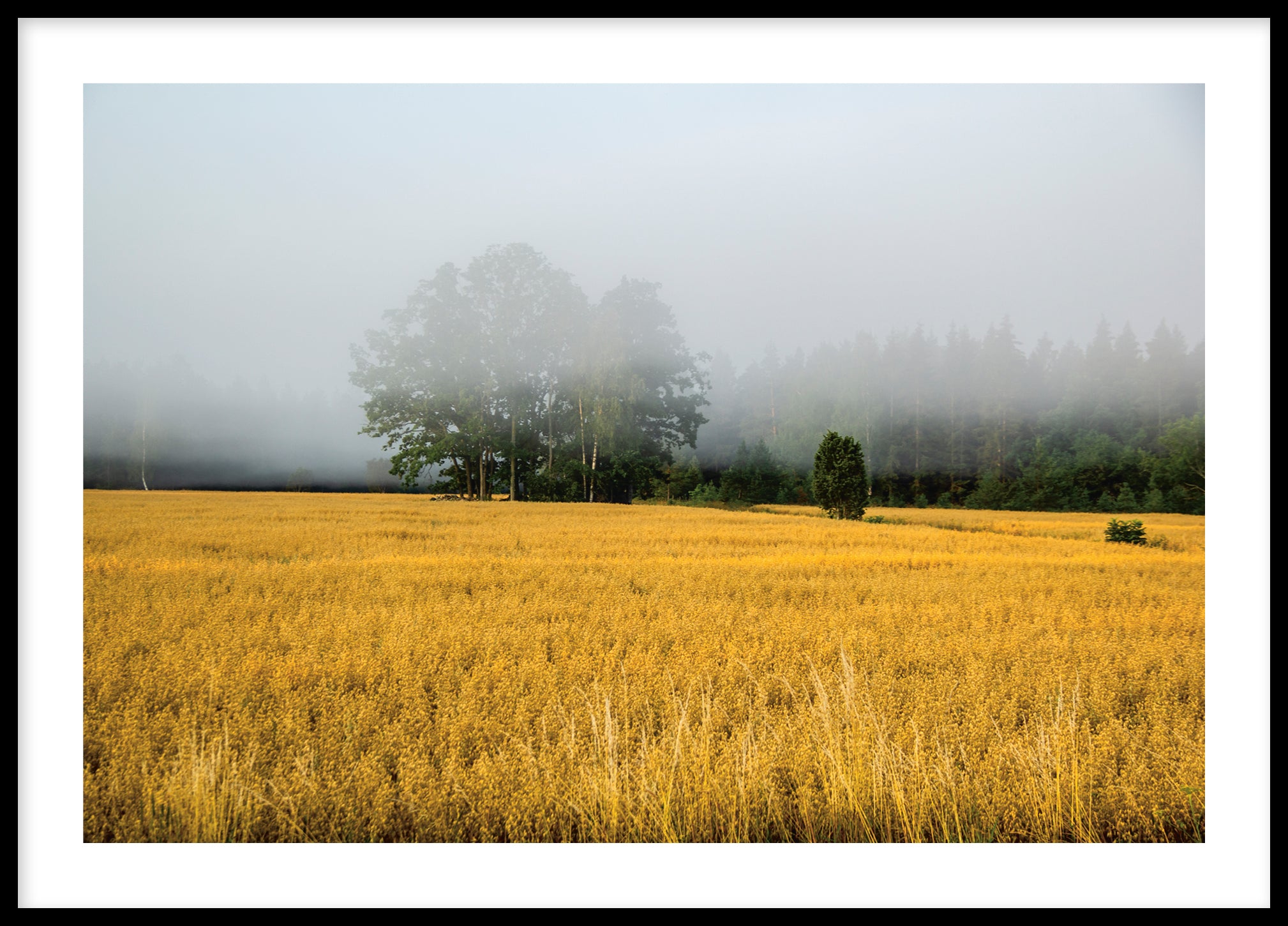 Gotland morning landscape No 3