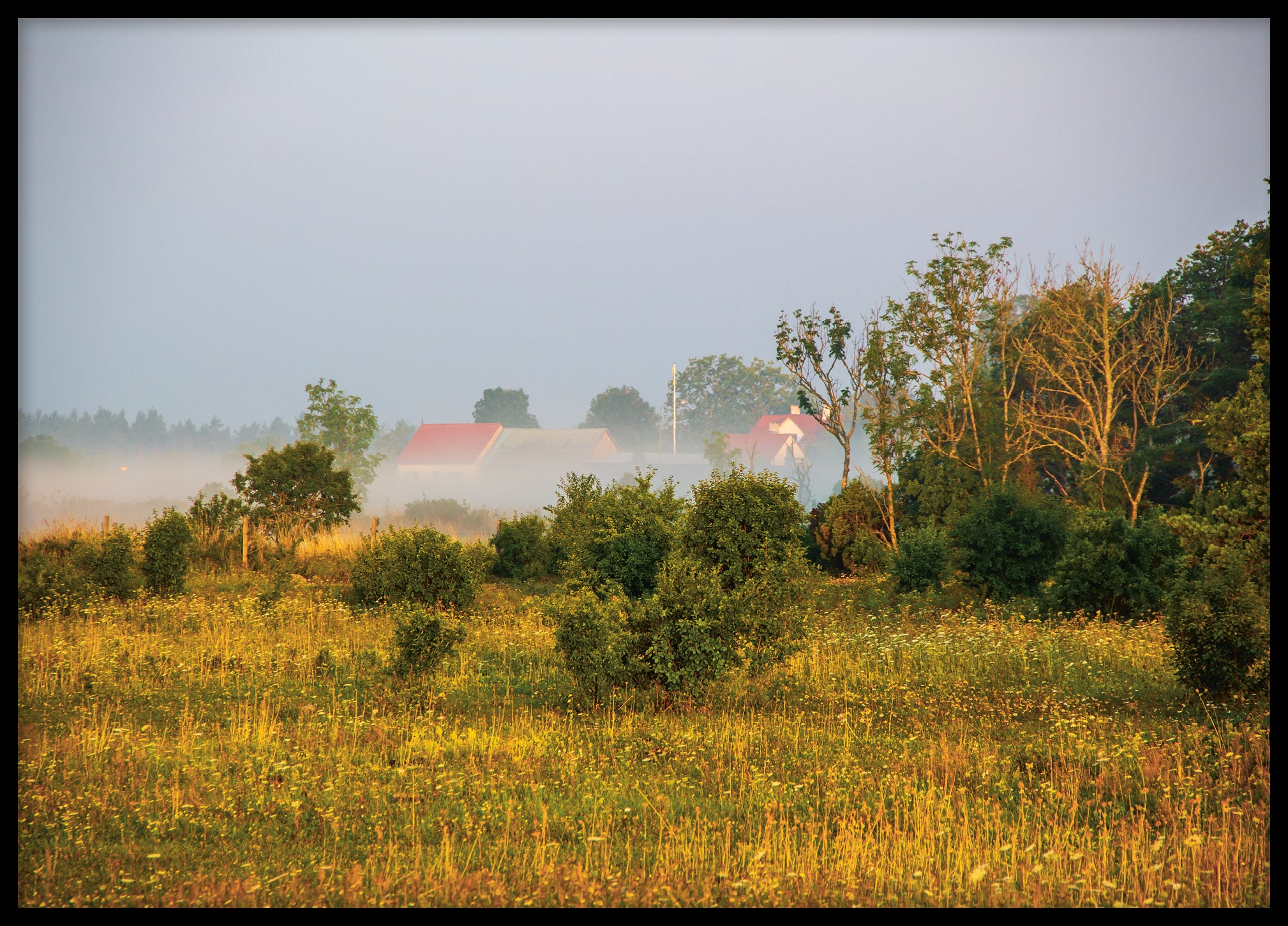 Gotland morning landscape No 4