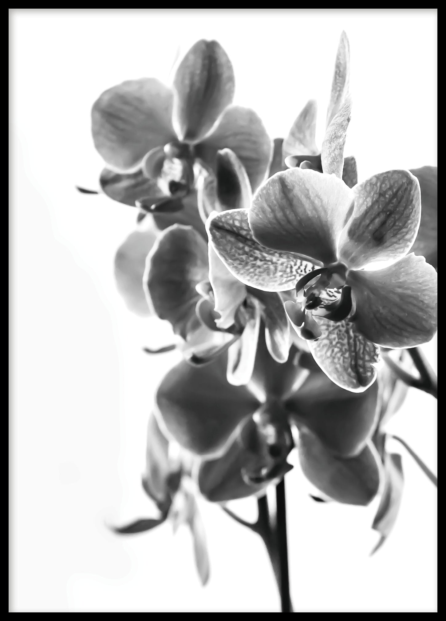 Orchid black and white