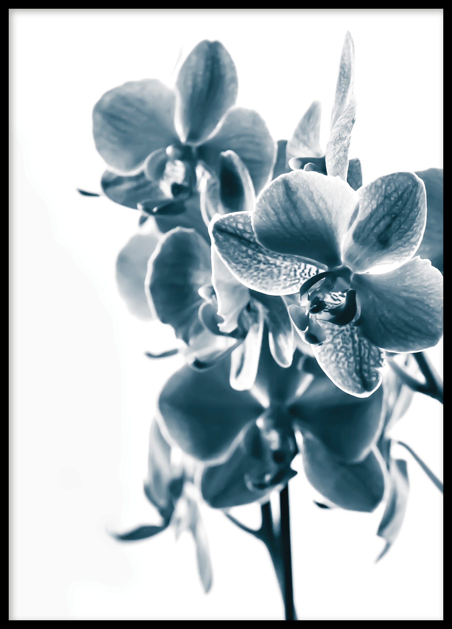 Orchid indigo