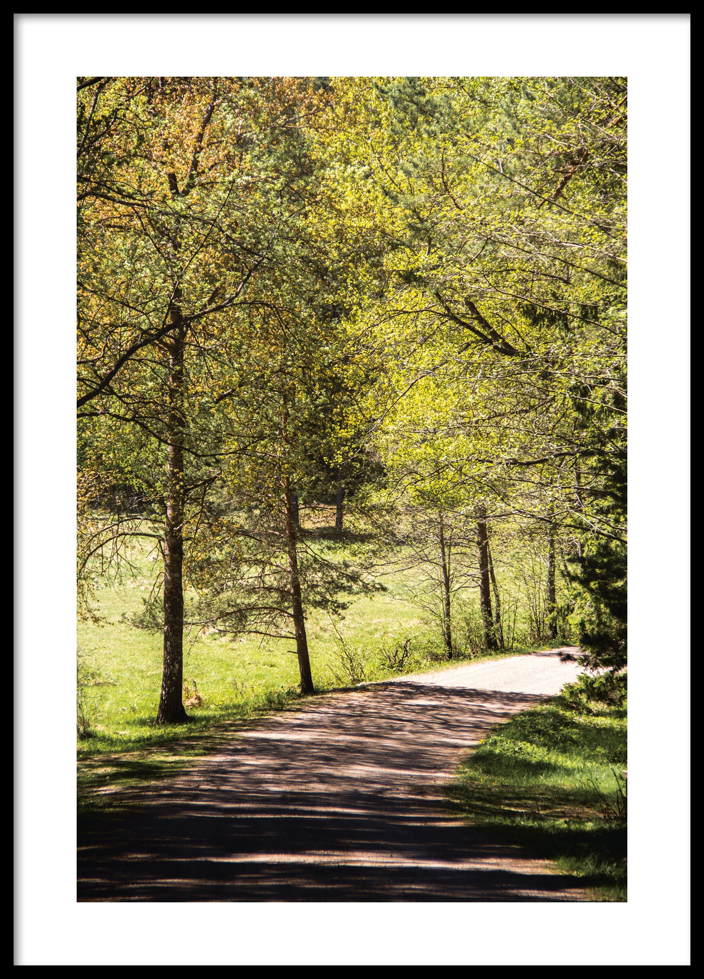 Summer forest road