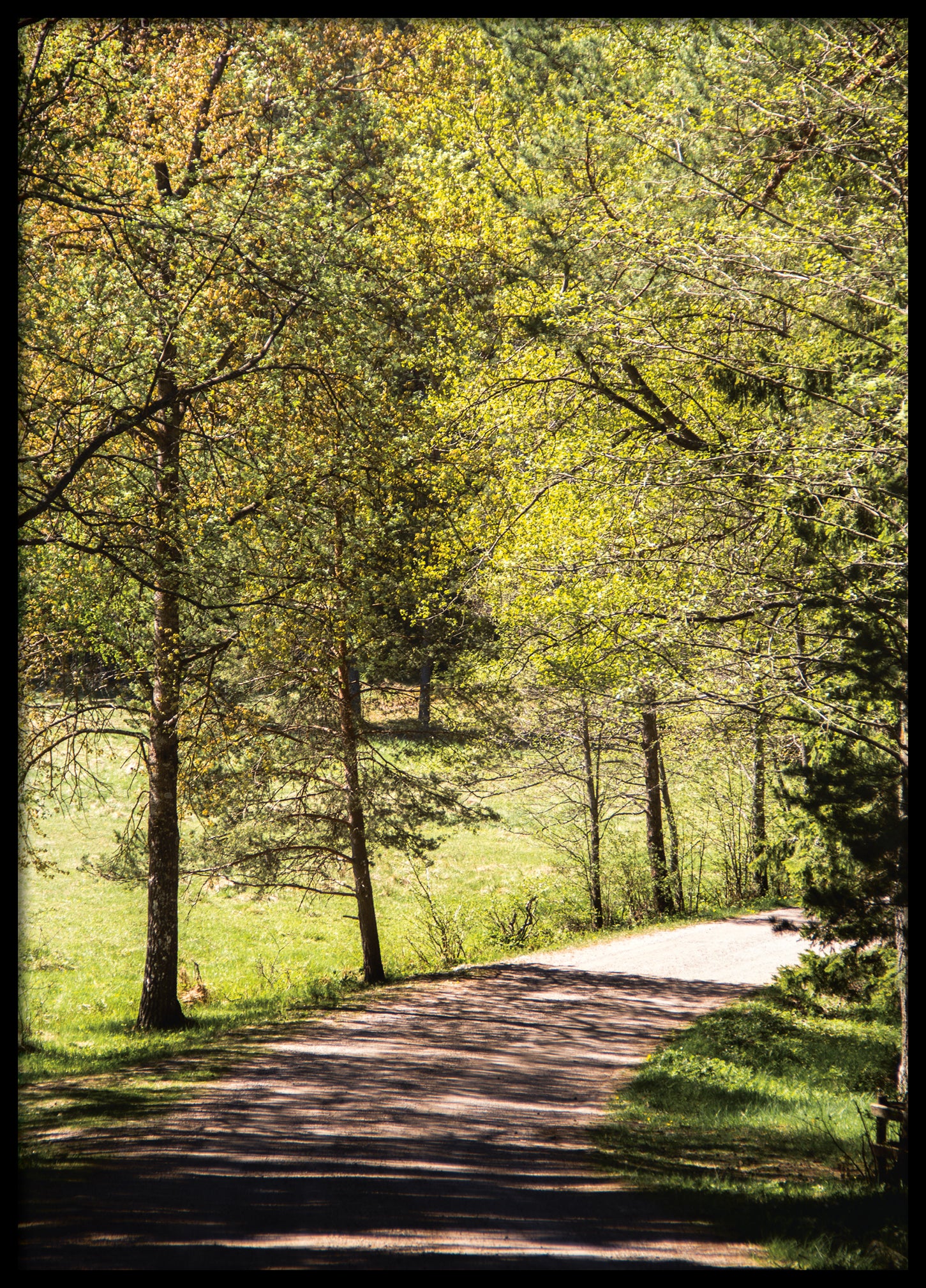 Summer forest road