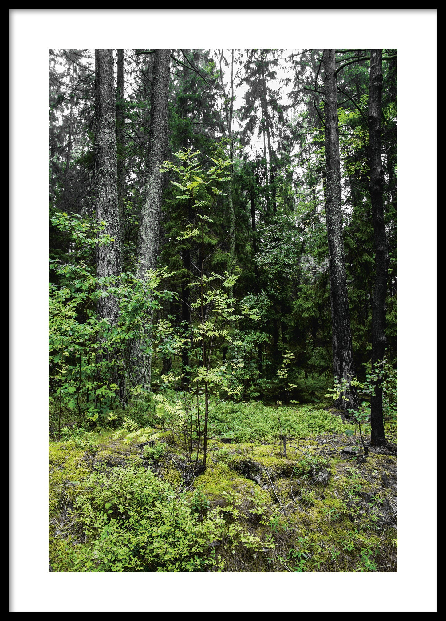 Green summer forest