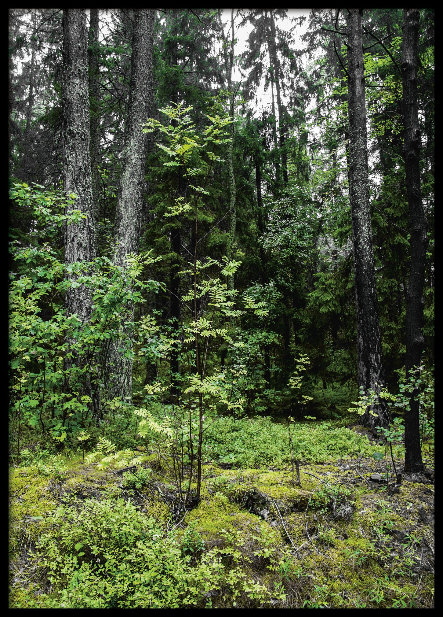 Green summer forest