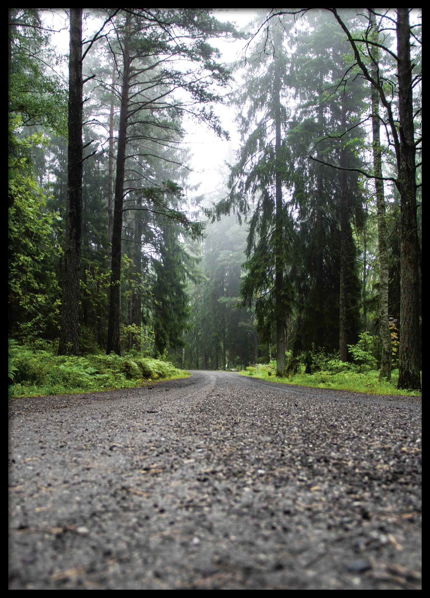 Road in mist