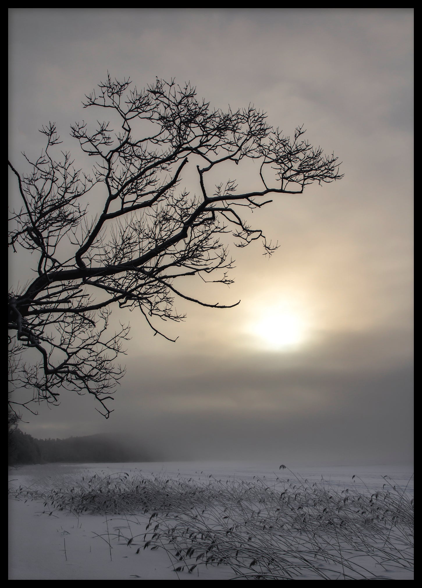 Winter tree silhouette