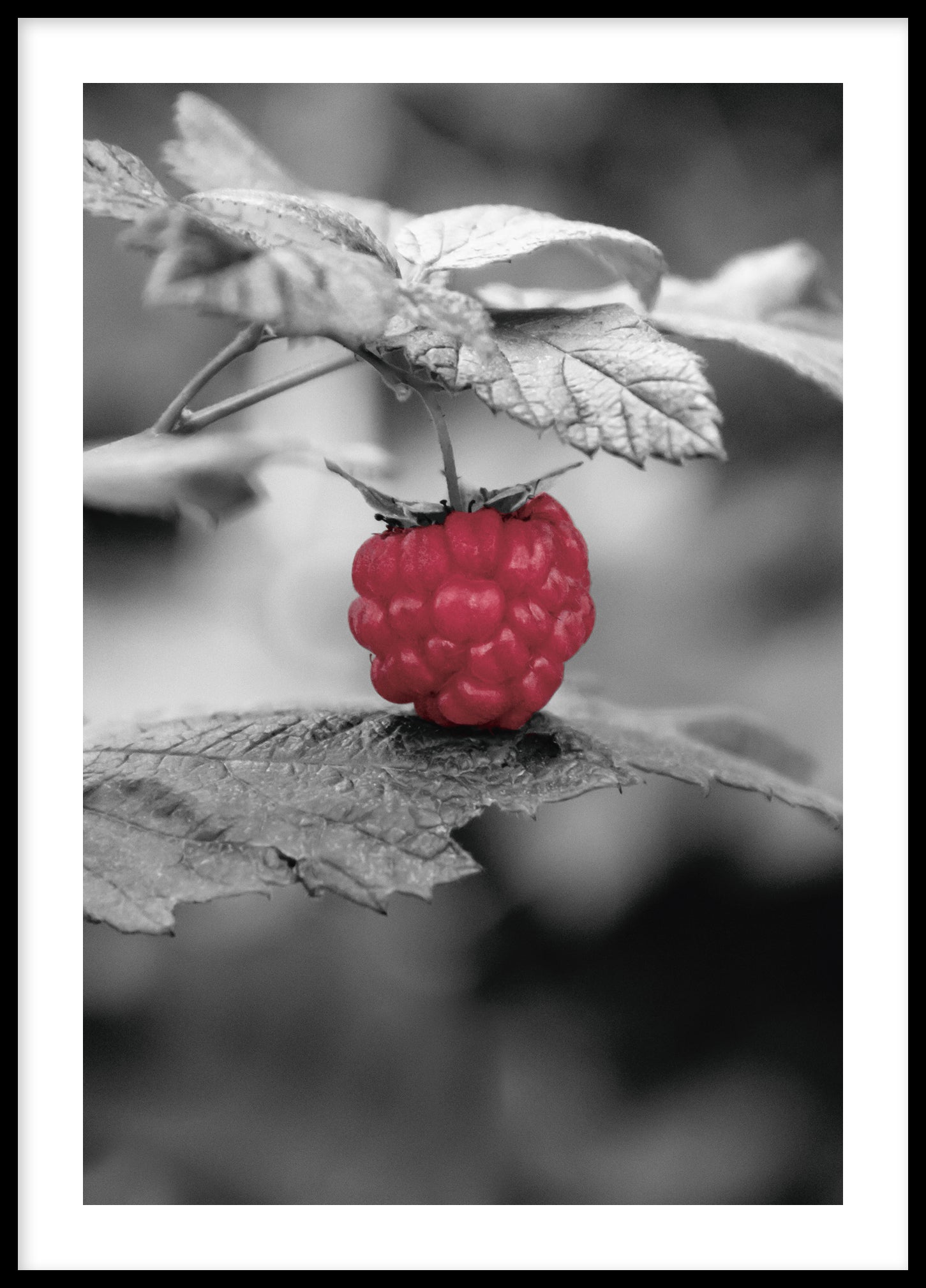 Rasberry poster