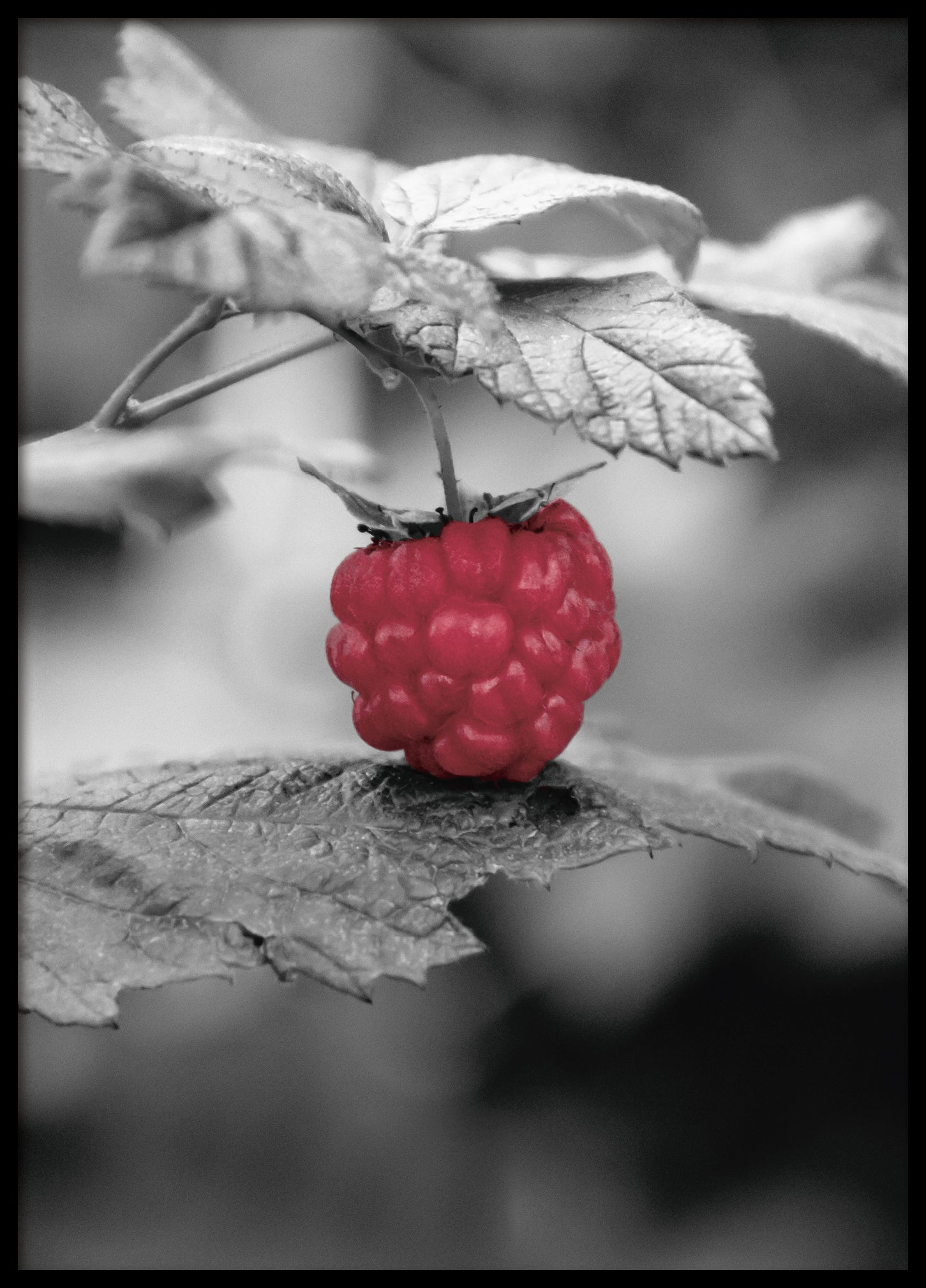 Raspberry poster